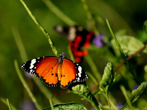 Nằm mơ thấy con bướm số mấy, nên đánh con gì dễ trúng thưởng?