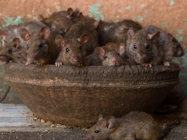 Mơ thấy nhiều chuột đánh con gì lộc lá, có điềm báo gì?