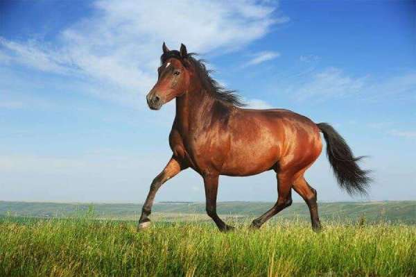 Giải mã giấc mơ thấy con ngựa là điềm báo gì?