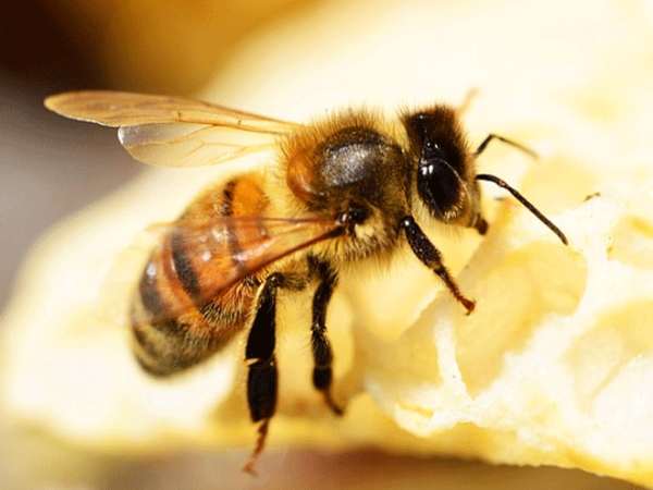 Giải mã ý nghĩa giấc mơ thấy con ong