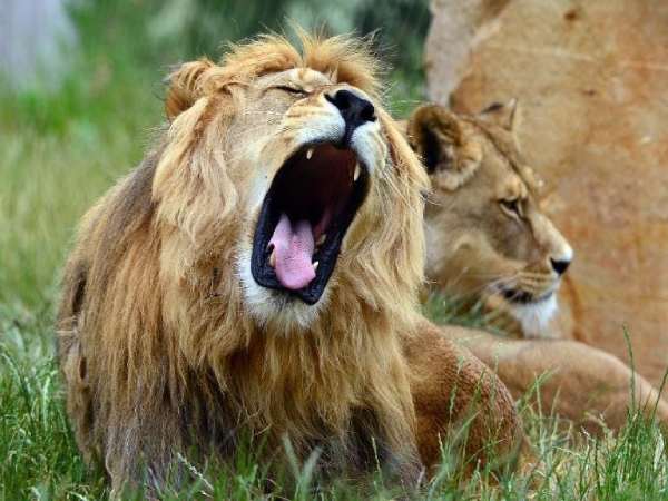 Ngủ mơ thấy sư tử đánh số mấy? là điềm gì?