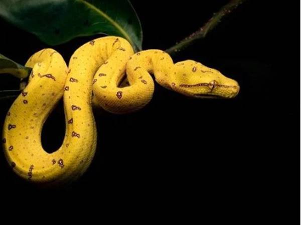 Giấc mơ thấy rắn vàng may hay rủi đánh con gì cực kỳ lộc lá?