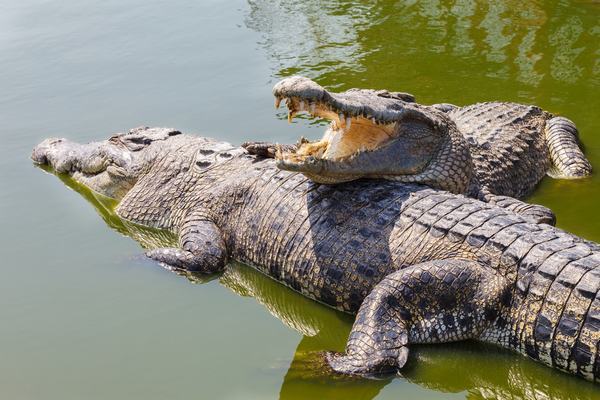 Mơ thấy cá sấu có phải điềm báo xấu? Nên đánh xổ số con gì?