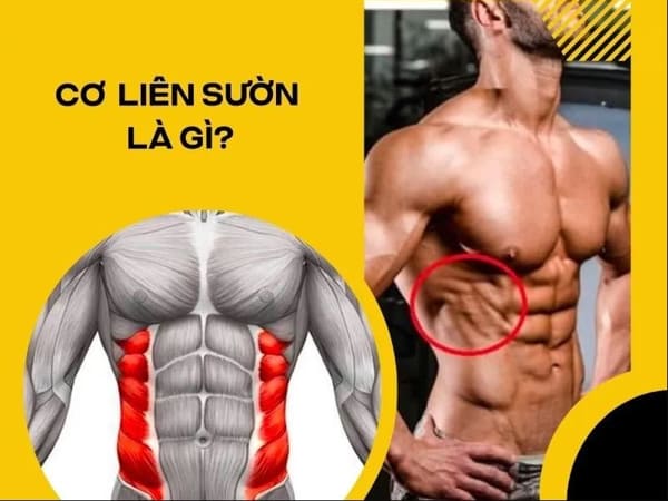 Cơ liên sườn là gì, những bài tập cơ liên sườn hiệu quả