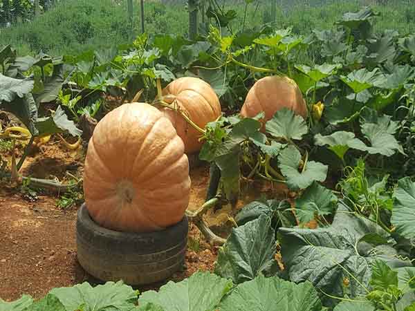 Nhìn thấy cây bí ngô mua vé số con gì may mắn