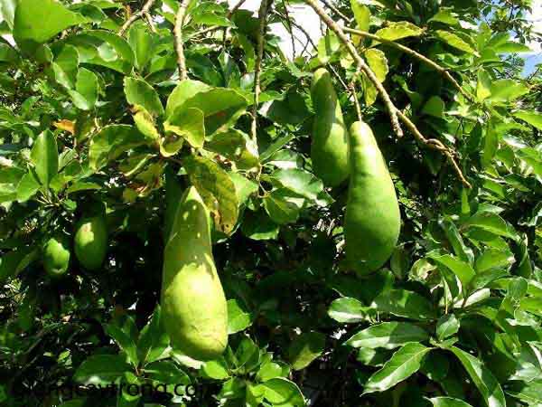 Nhìn thấy cây bơ mua vé số con gì may mắn?