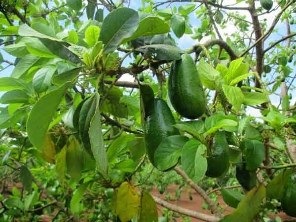 Ý nghĩa khi nhìn thấy cây bơ