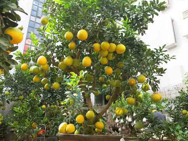 Nhìn thấy cây bưởi chơi xổ số con gì ích nước lợi nhà