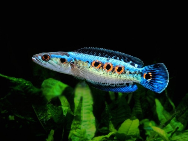 Bắt gặp cá lóc báo hiệu cho vận may ập đến liên tục?