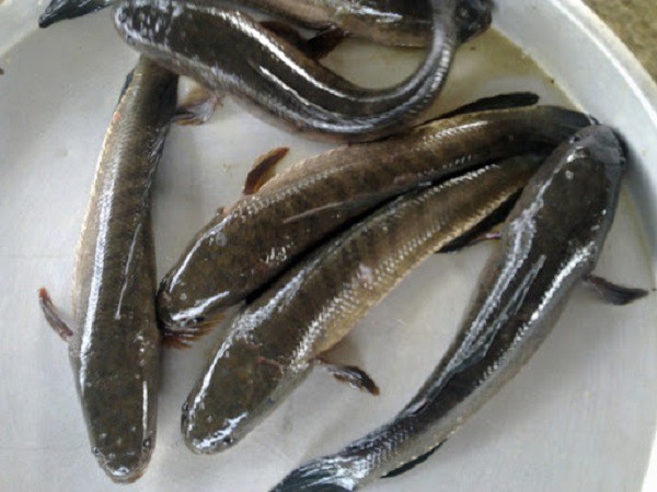 Bắt gặp cá lóc có con số nào đặc biệt?