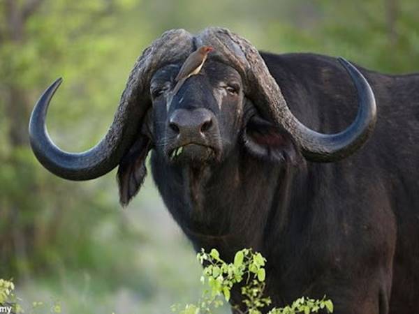 Nhìn thấy con trâu rừng xuất hiện con số may mắn nào