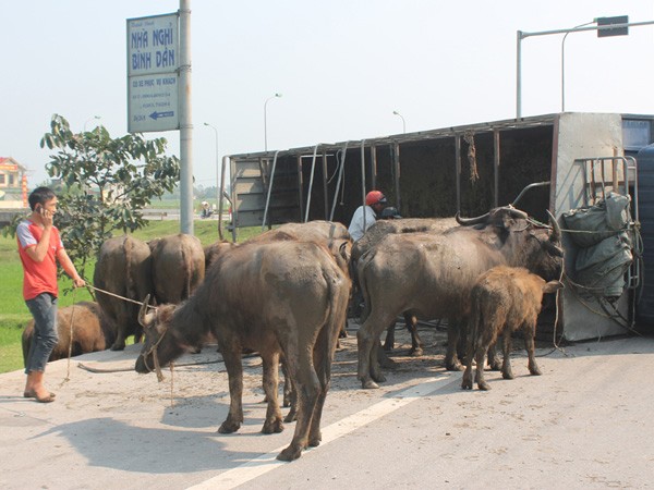 Cùng luận giải ý nghĩa qua việc nhìn thấy đàn trâu