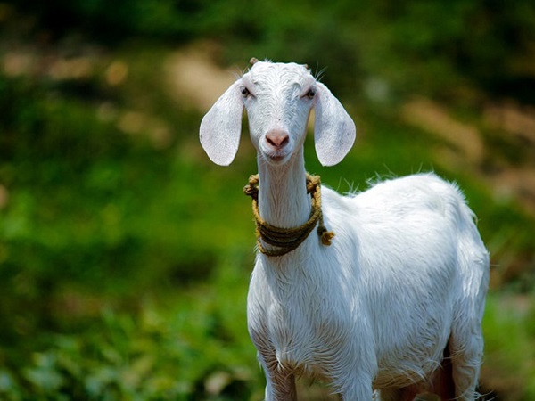 Ngủ mơ thấy con dê báo hiệu nhiều may mắn sắp tới