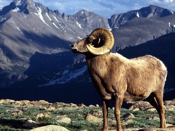 Ngủ mơ thấy con dê báo hiệu nhiều may mắn sắp tới