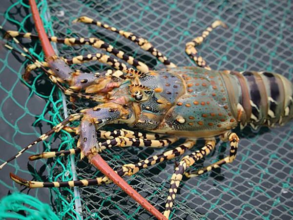 Cuộc sống trở nên giàu sang nếu nhìn thấy tôm hùm?