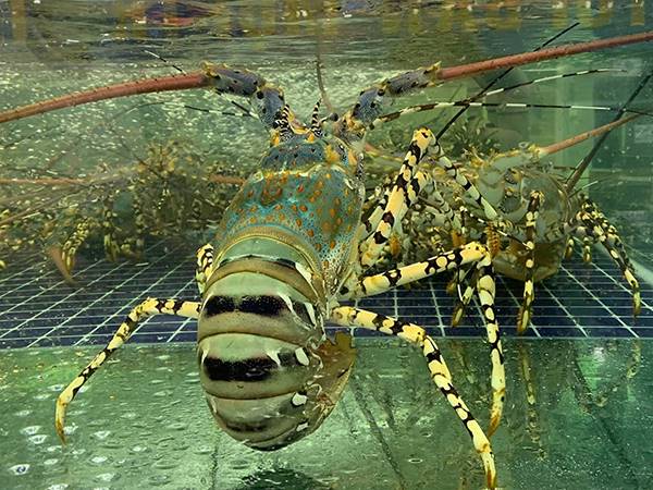 Cuộc sống trở nên giàu sang nếu nhìn thấy tôm hùm?