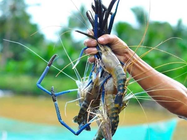 Giải mã con số may mắn khi thấy tôm càng xanh 2 Giải mã con số may mắn khi thấy tôm càng xanh 2