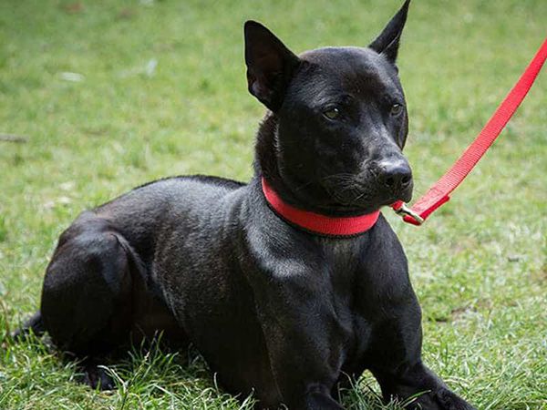 Nhìn thấy chó đen có con số gì may mắn?