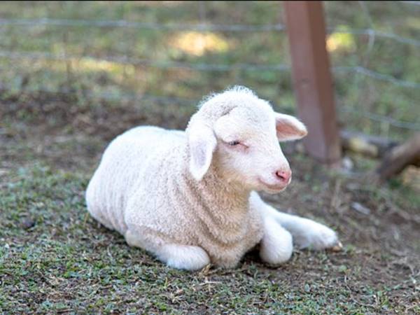 Thấy con cừu trắng dễ xuất hiện con số gì dễ trúng thưởng