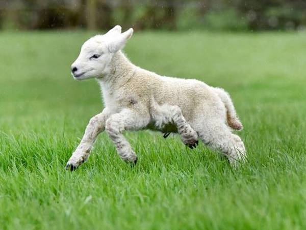 Thấy con cừu trắng dễ xuất hiện con số gì dễ trúng thưởng