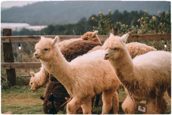 Bỗng dưng thấy lạc đà không bướu báo hiệu điều gì?