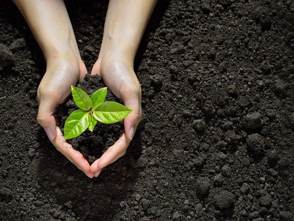 Giải mã mơ thấy trồng cây có con số nào may mắn?