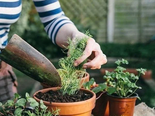 Chiêm bao thấy trồng cây báo hiệu ươm mầm tài lộc?