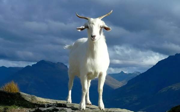 Số tài lộc tuổi Mùi 3/3/2025 liệu có mang đến vận may?