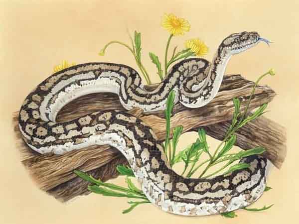 Chi tiết tử vi tuổi Quý Tỵ ngày 17/5/2025 thứ 7 hôm nay