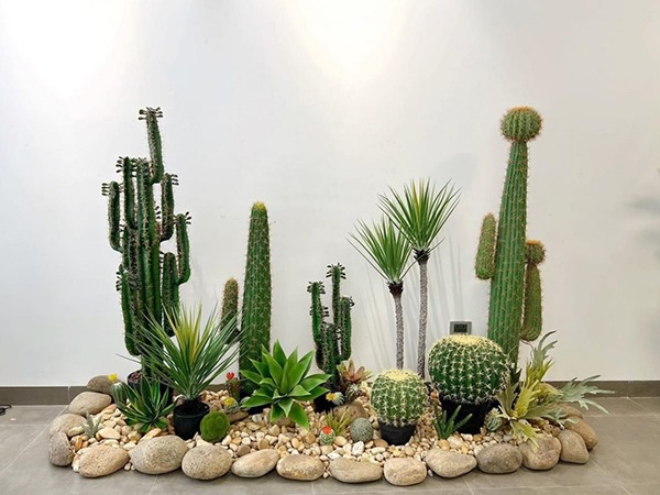 Đi tìm bí ẩn đằng sau giấc mơ thấy cây xương rồng