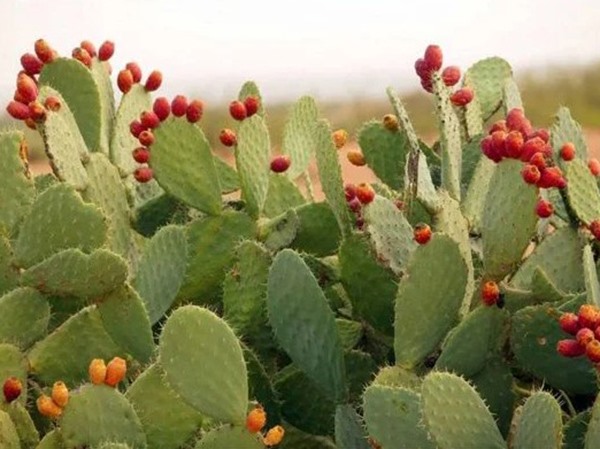 Đi tìm bí ẩn đằng sau giấc mơ thấy cây xương rồng