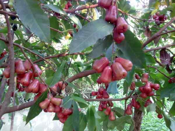 Mơ thấy cây roi sai quả trong vườn nhà