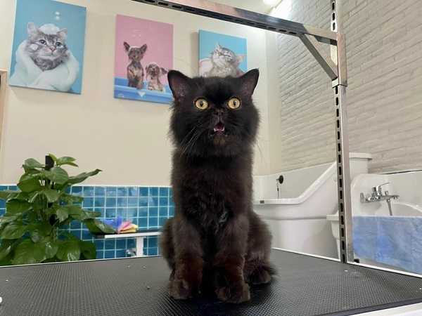 Nằm mơ thấy mèo đen có liên quan đến tài vận?