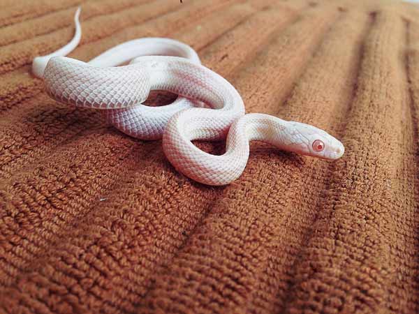 Mơ thấy rắn trắng thường báo hiệu điều gì sắp tới?