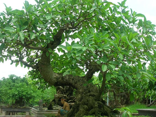 Giấc mơ thấy nhiều quả sung rụng đầy đất