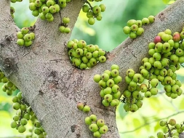 Mơ thấy cây sung là dấu hiệu may mắn trong tài lộc?