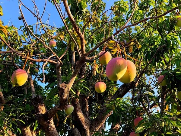 Mơ thấy ăn xoài dưới tán cây xoài