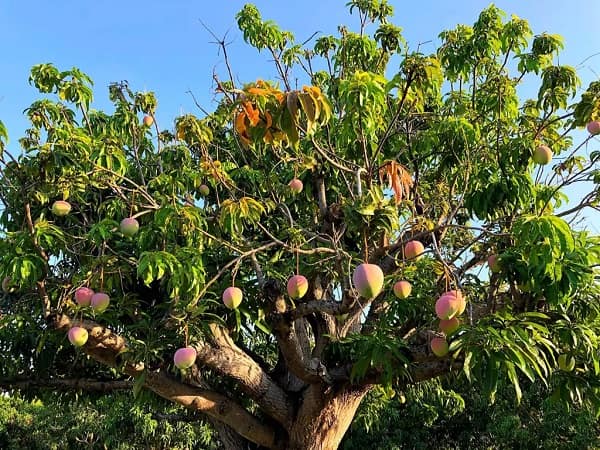 Giải mã giấc mơ thấy cây xoài có mang tới điềm may?