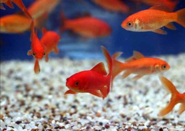 Nằm mơ thấy nhiều cá có đang hé lộ thời kỳ phát đạt?