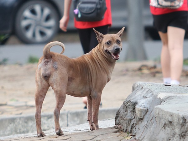 Ngủ mơ thấy chó dại phản chiếu điềm báo gì?