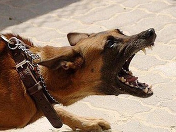 Ngủ mơ thấy chó dại phản chiếu điềm báo gì?