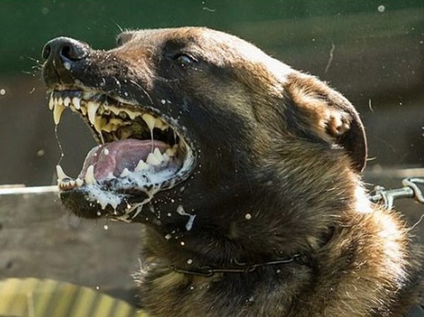 Ngủ mơ thấy chó dại phản chiếu điềm báo gì?