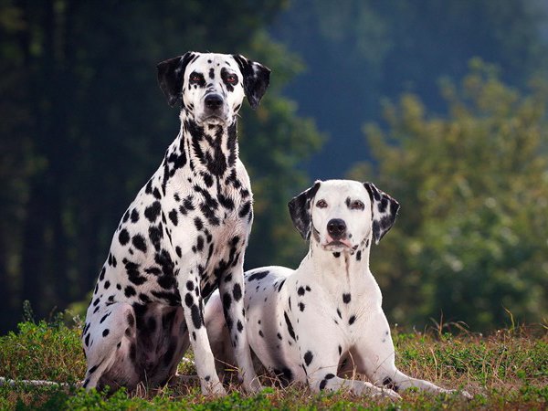 Nằm mơ thấy chó đốm là điềm tiêu cực hay tích cực?