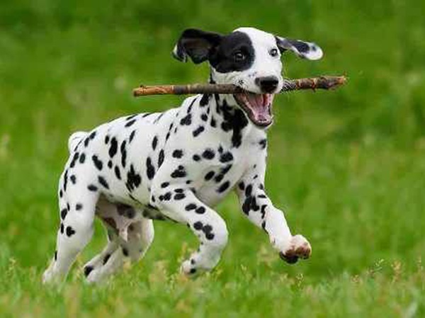 Nằm mơ thấy chó đốm là điềm tiêu cực hay tích cực?