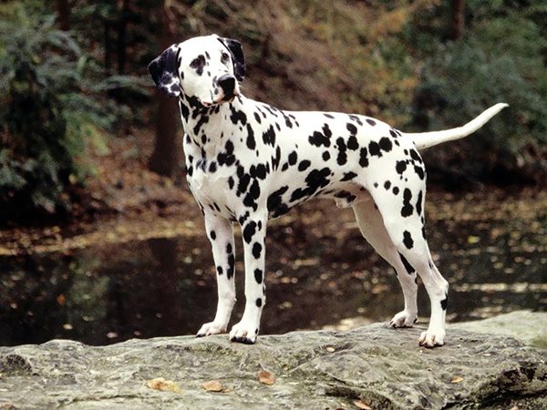 Nằm mơ thấy chó đốm là điềm tiêu cực hay tích cực?