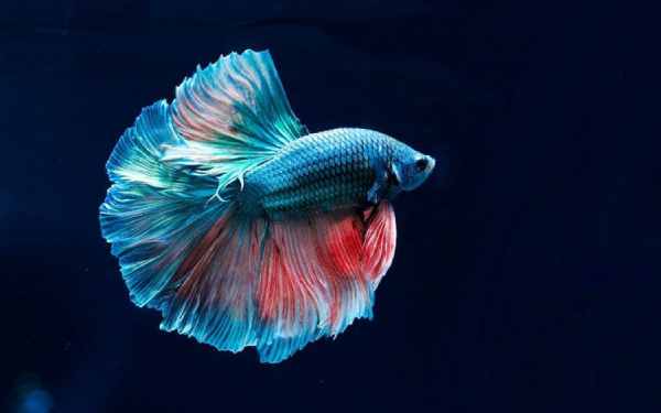 Mơ thấy cá cảnh có phải dấu hiệu đổi vận tài lộc?