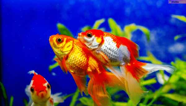 Giải mã giấc mơ thấy mua cá cảnh về nuôi