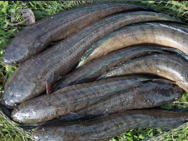 Mơ thấy cá chuối cắn mình