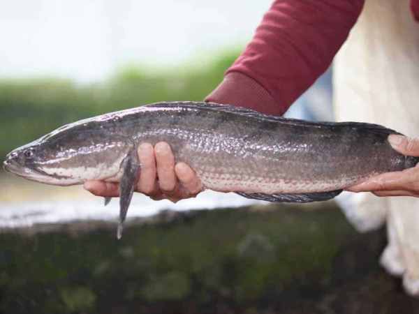 Ngủ mê thấy cá chuối bơi trong nước trong