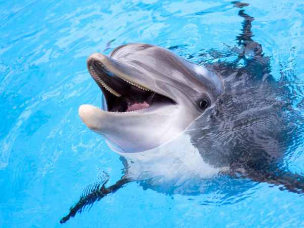 Chiêm bao thấy cá heo bơi theo bạn